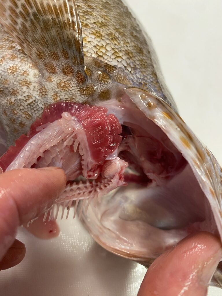 肛門からエラの下まで、お腹に切り込みを入れる
