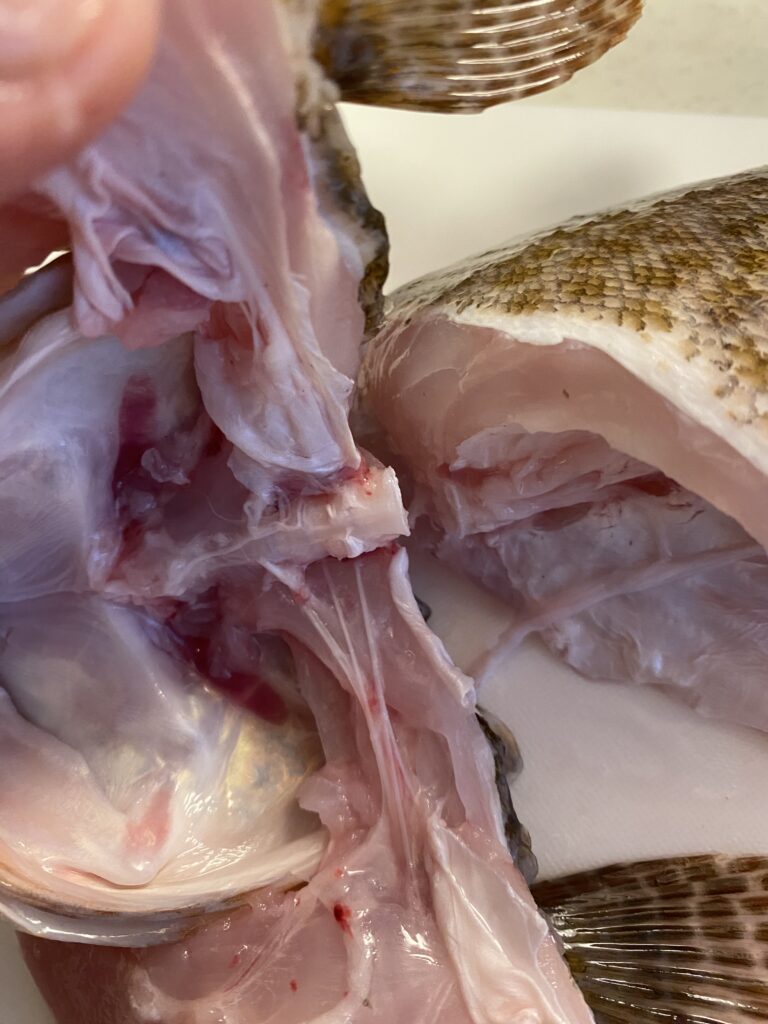 下処理完了。お腹の中がきれいになった状態