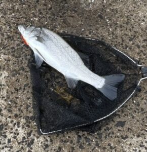 シオカゼが釣った50cmオーバーのヒラスズキ