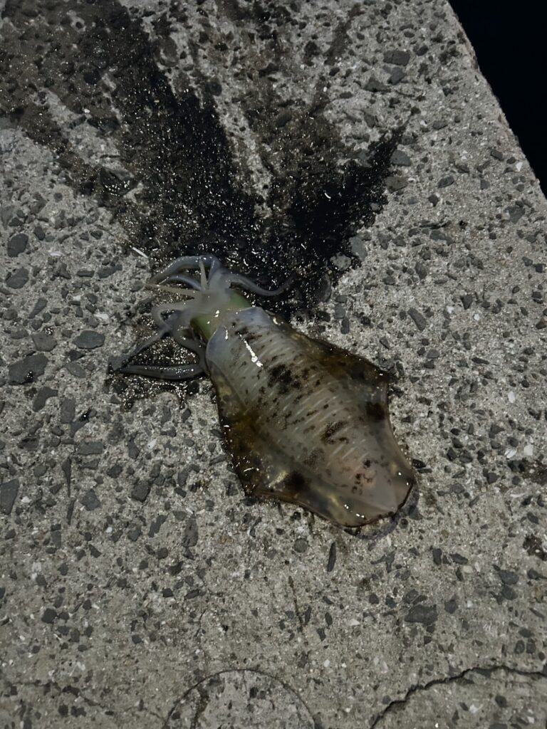堤防で釣ったアオリイカ