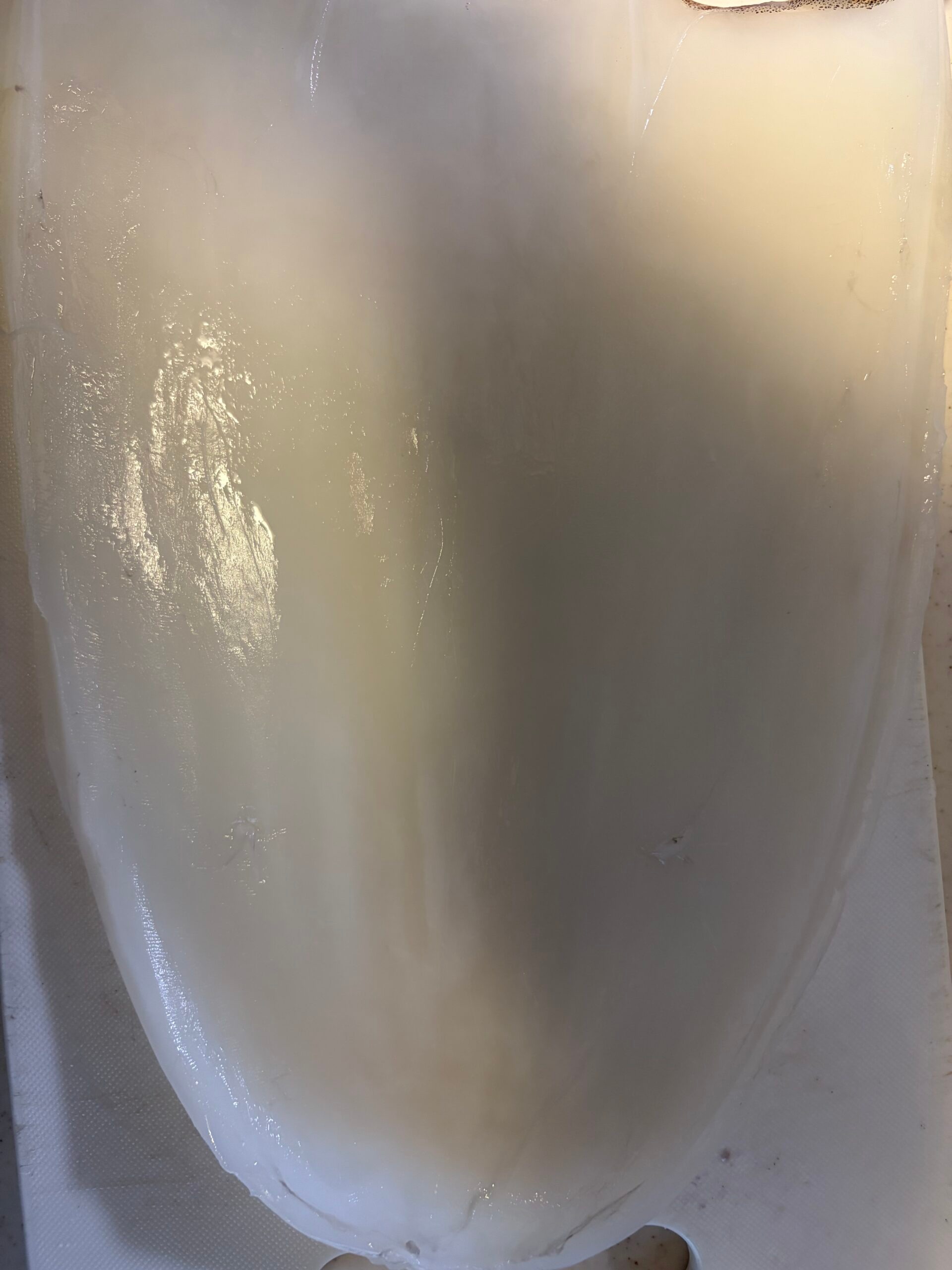 洗って水気を拭いたアオリイカの胴