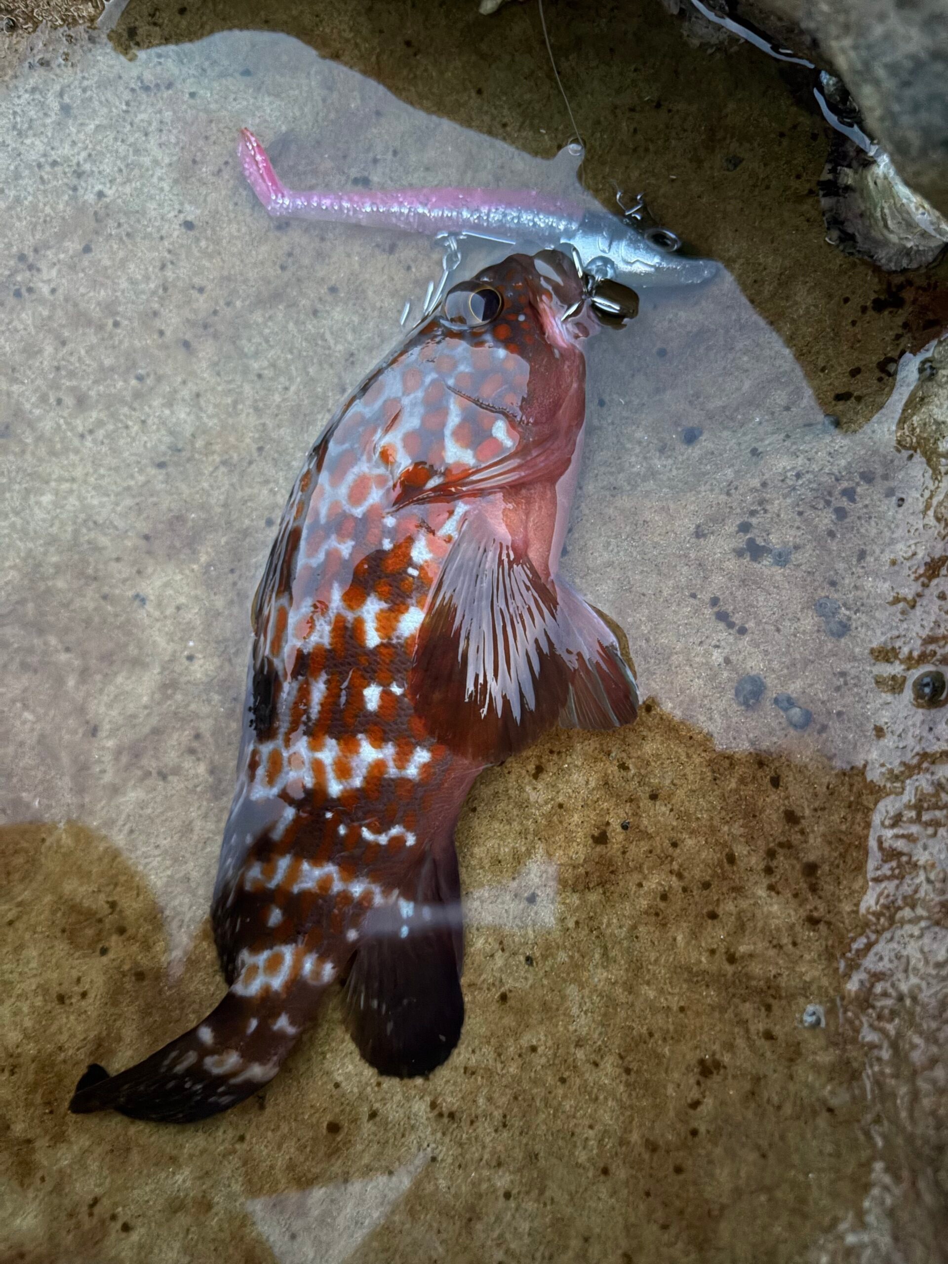 ピンクのワームで釣れたキジハタ