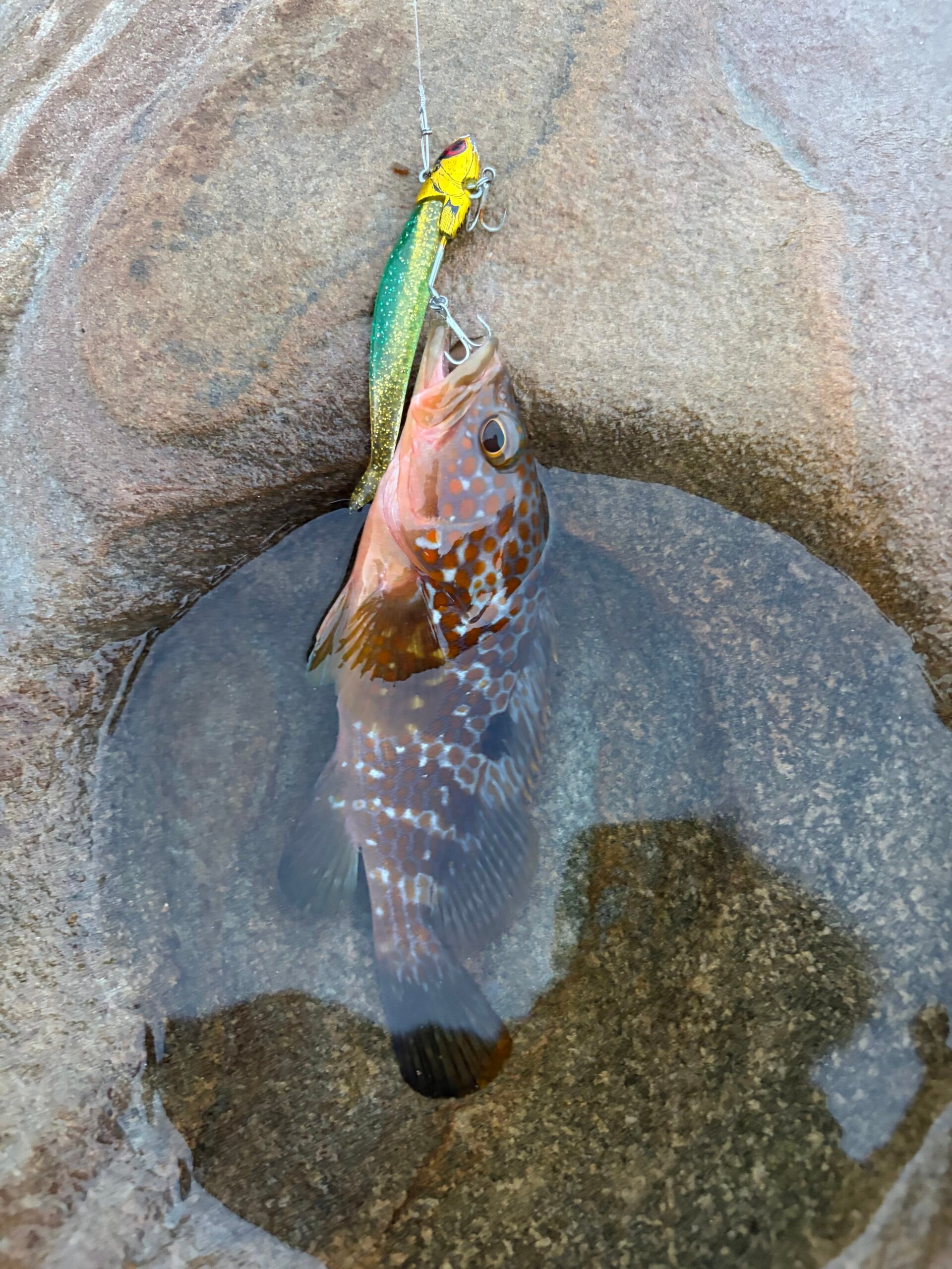 グラスミノー系の緑ワームで釣れたキジハタ