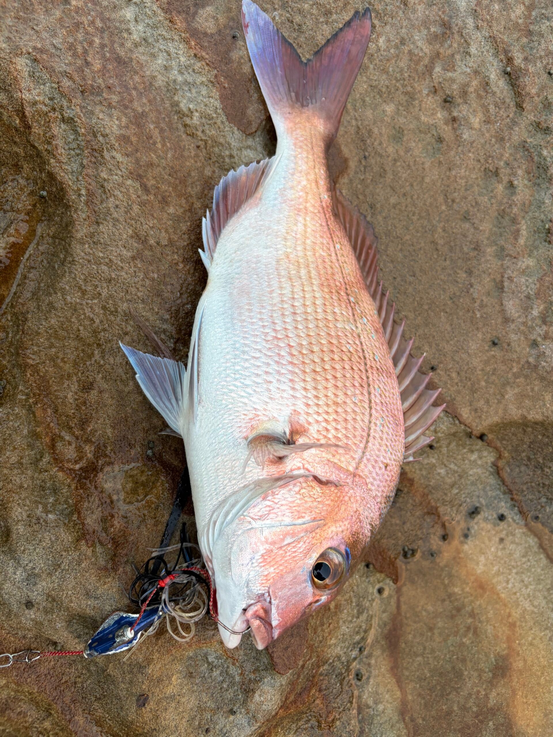 地磯でキャスラバで釣れた30cm弱のマダイ