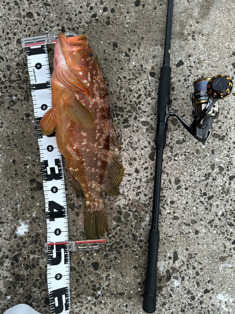 友人が釣った47cmのキジハタをメジャーで計測