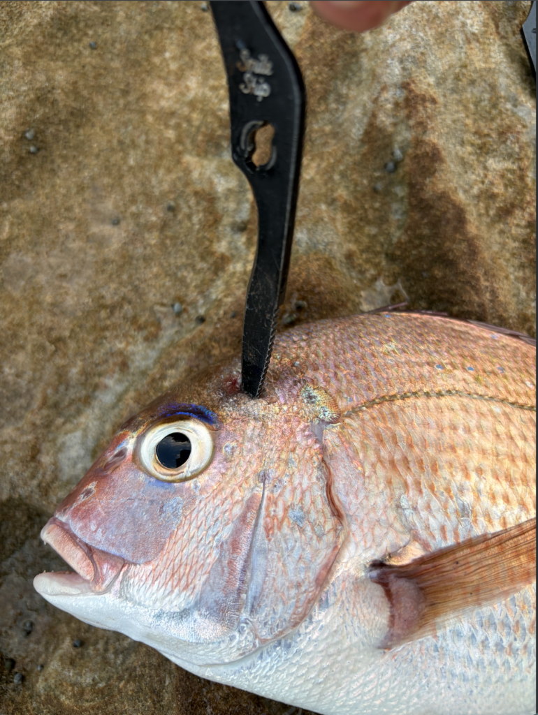 釣り用ハサミでマダイを脳天締めしているところ