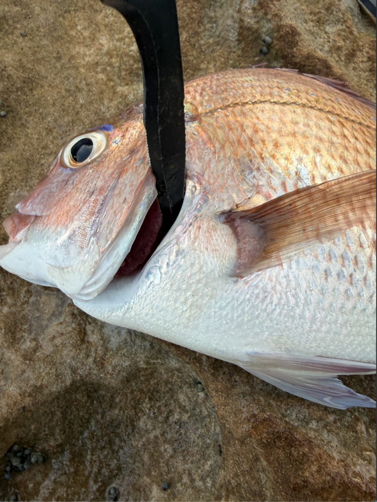 釣り用ハサミでマダイのエラを切って血抜きしているところ