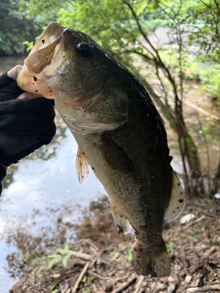 ゴミだまりで釣れた44cmのブラックバス