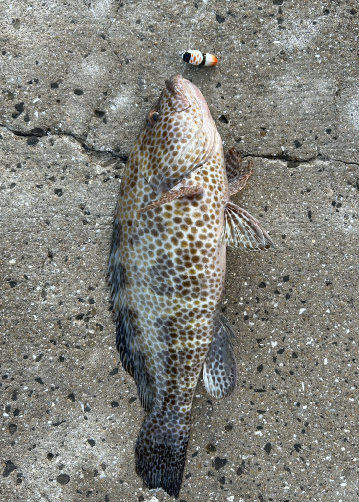 沖磯で釣れたオオモンハタ38cm