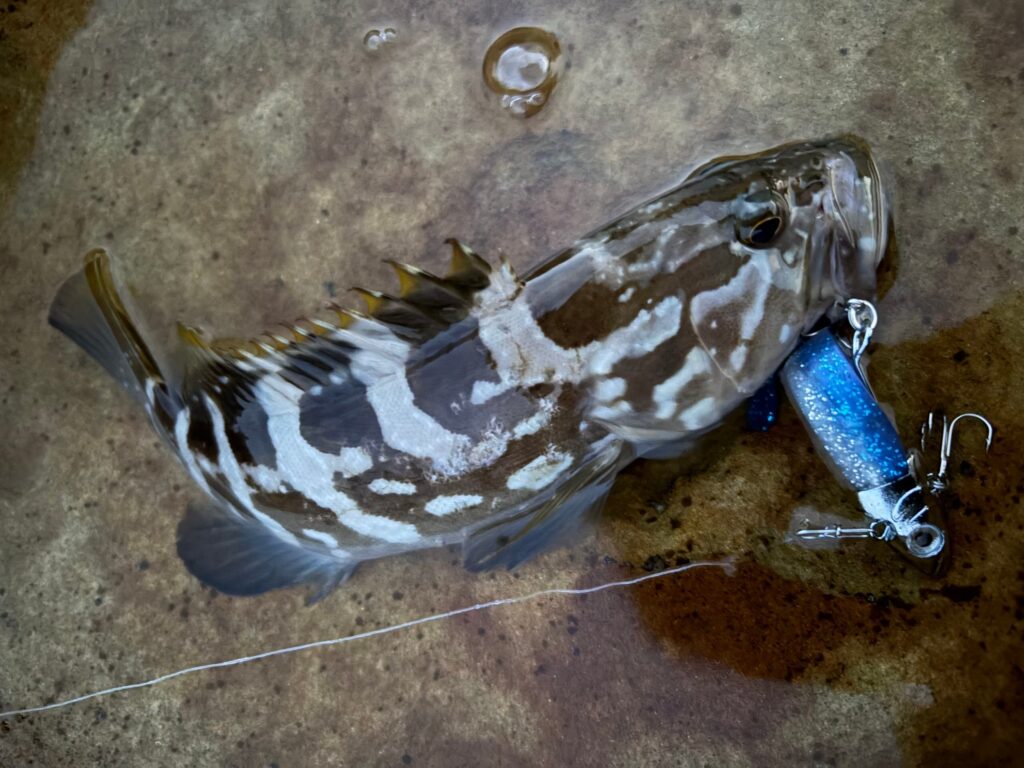 クエの子。茶褐色の体に、白い雲のような斑紋が不規則に入る