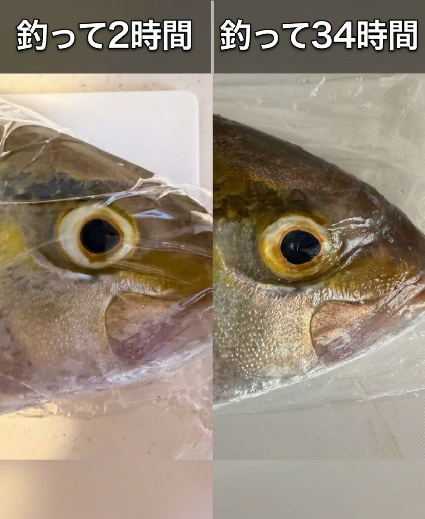 釣って2時間後と34時間後のネリゴの目を並べた比較写真