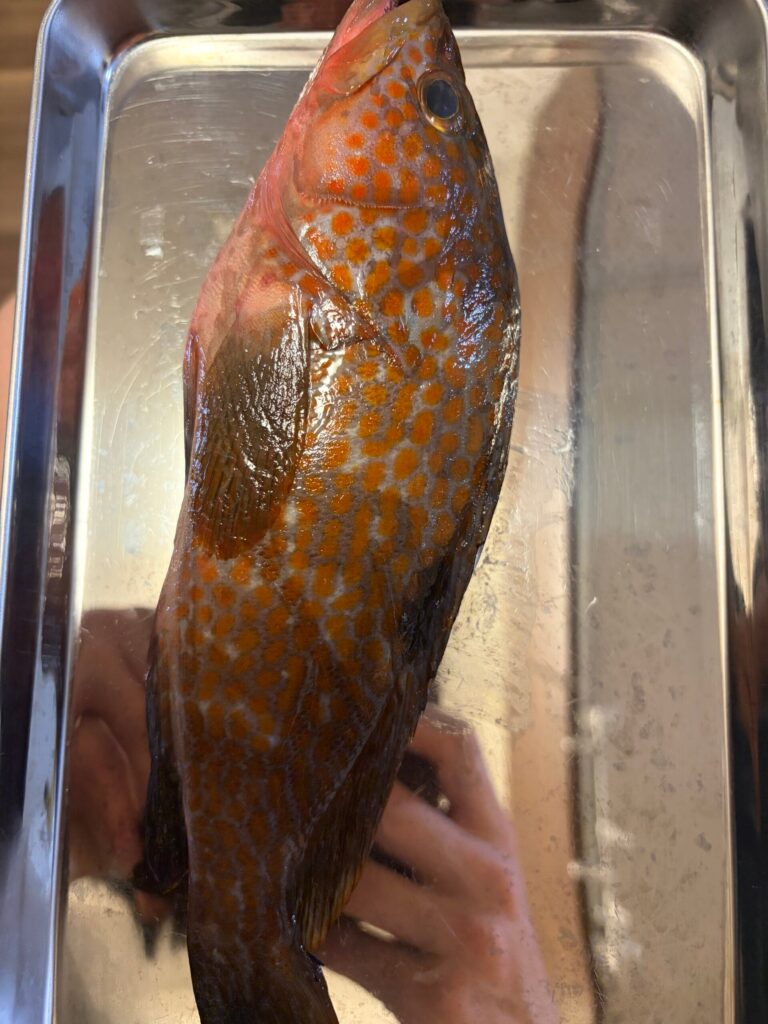 氷を密閉して保存した魚。釣って3日目でも目が白くなっていない