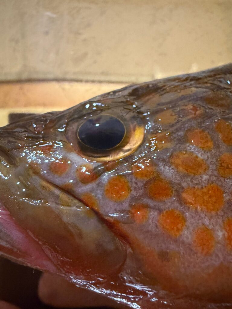 釣って3日目の魚。ハラワタも出していないが臭みがなかった