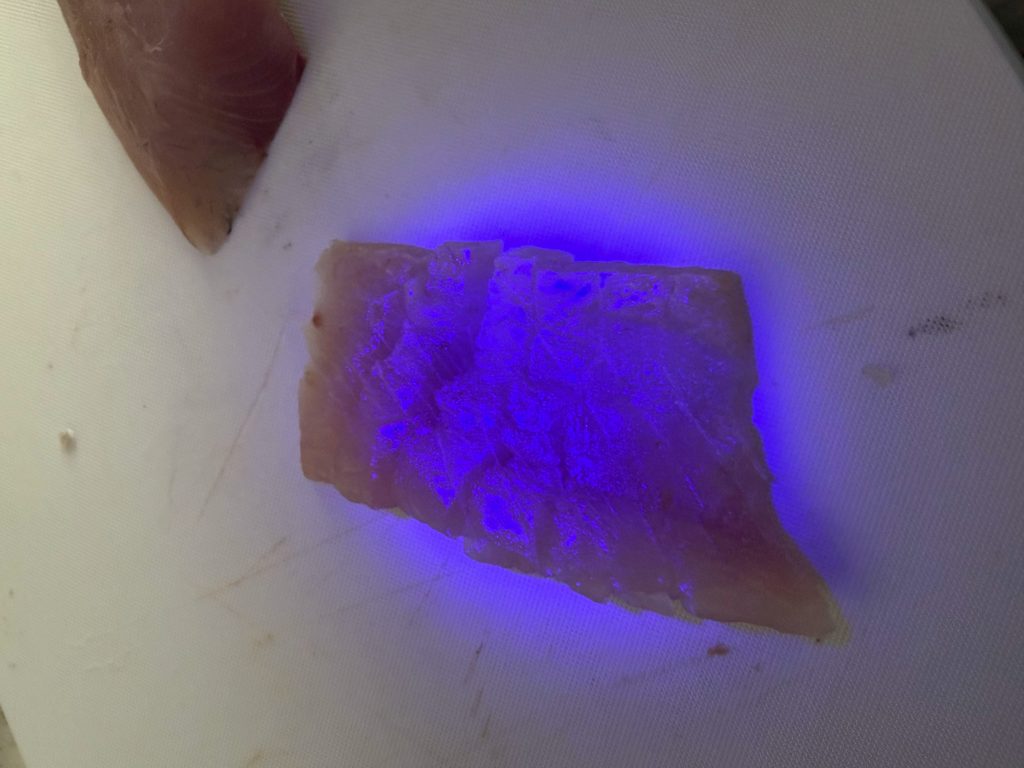 アニサキスライトを当てたネリゴの身。光る寄生虫は見当たらなかった