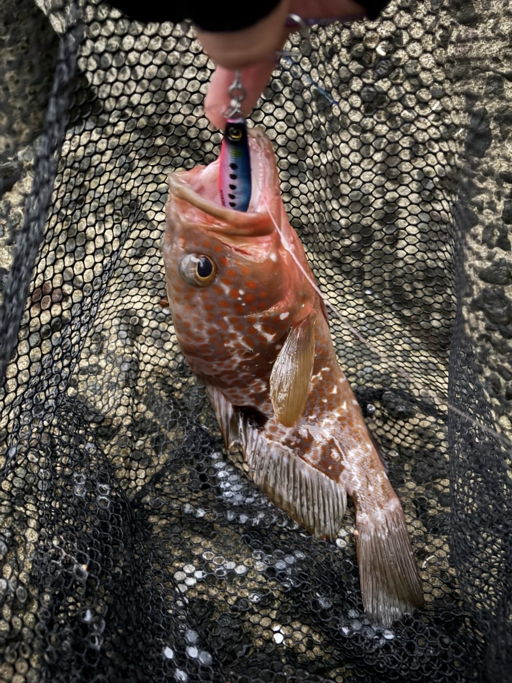 キジハタ32cm。オレンジの斑点がはっきり出ています