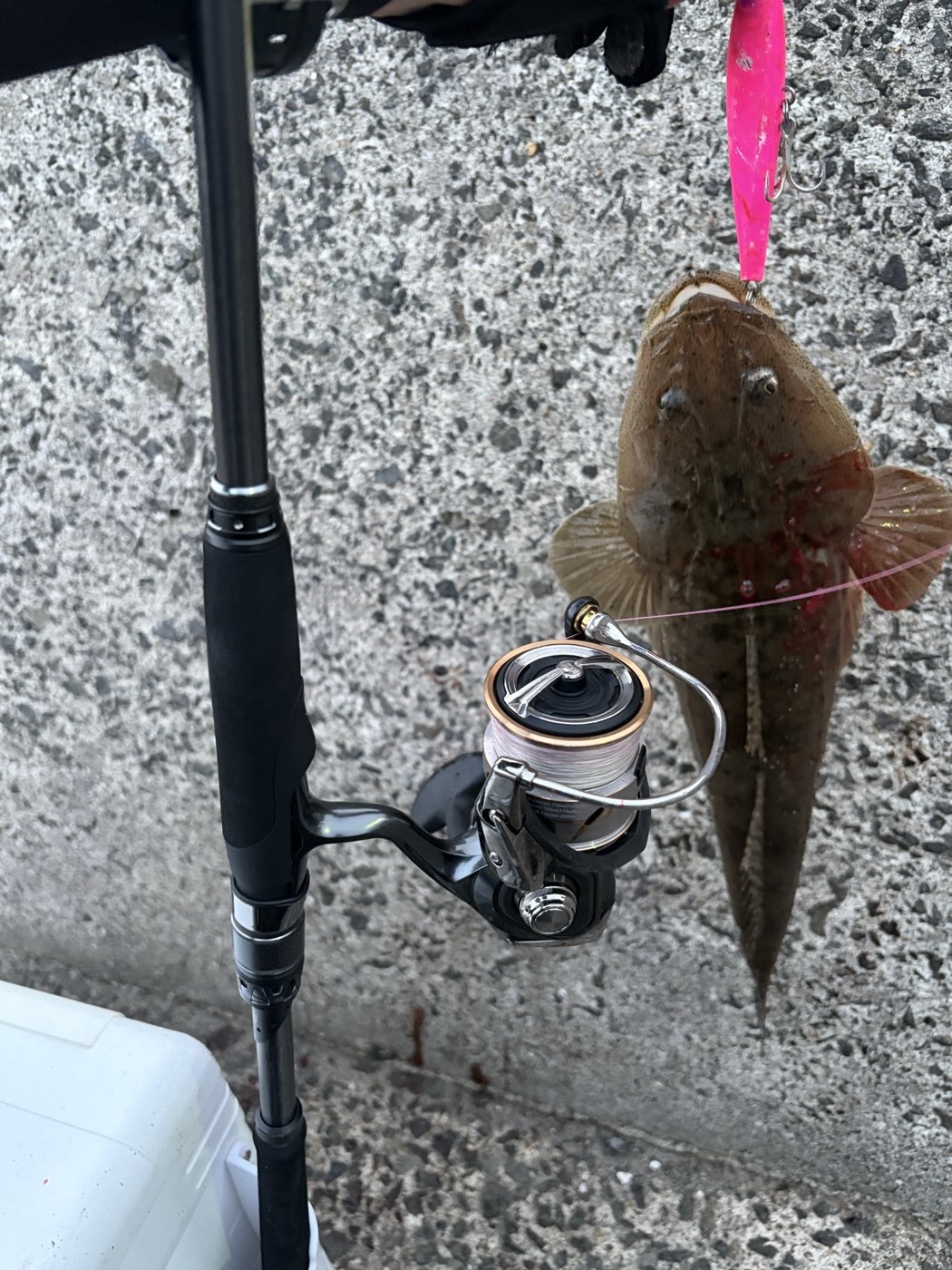 2日目に釣れたマゴチ45cm。ピンクのシンキングペンシルに食ってきました