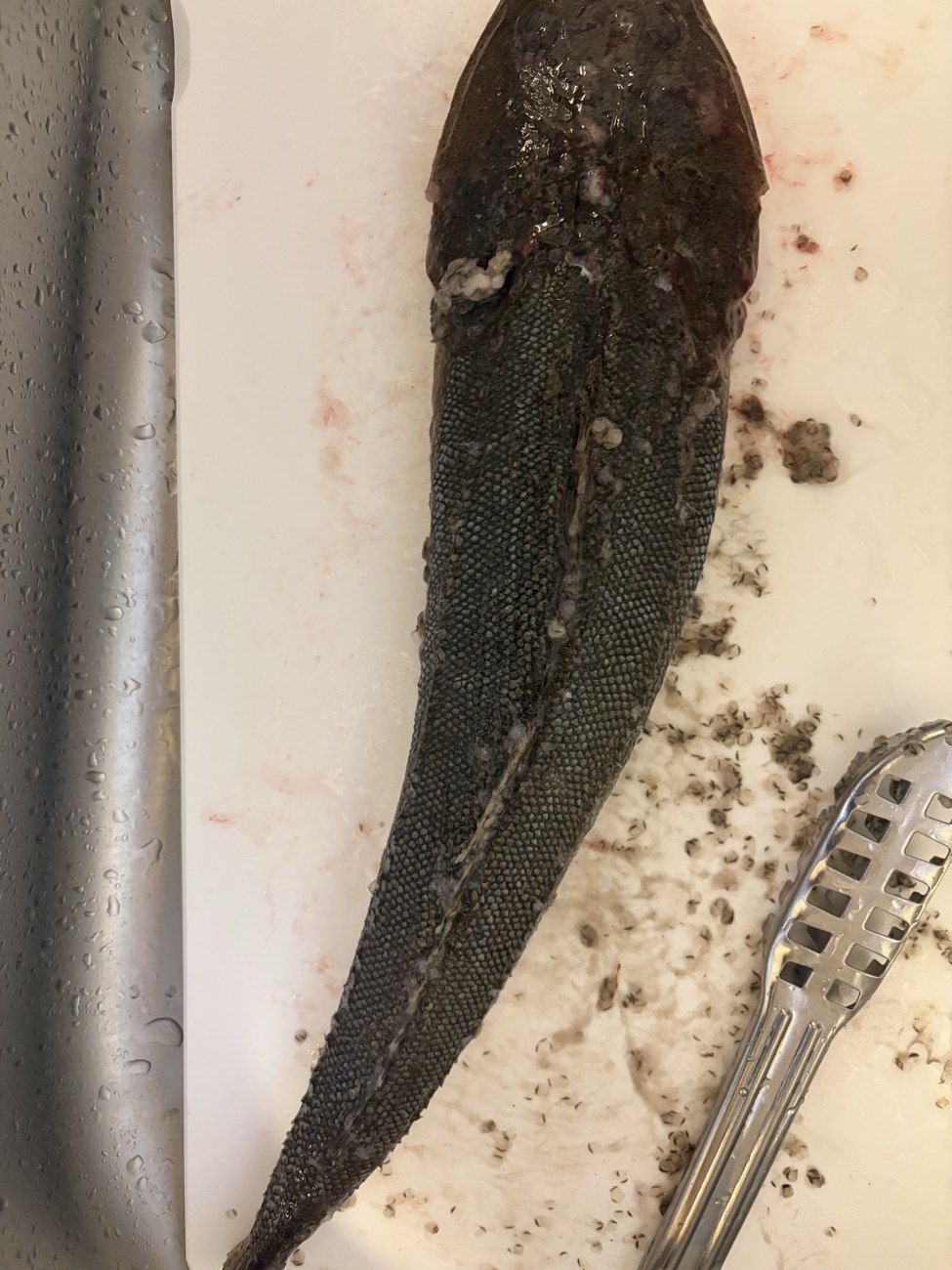 マゴチのウロコを引いた後の魚体