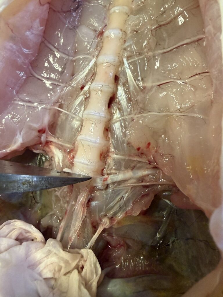 マゴチの背骨まわり。骨の付き方が独特