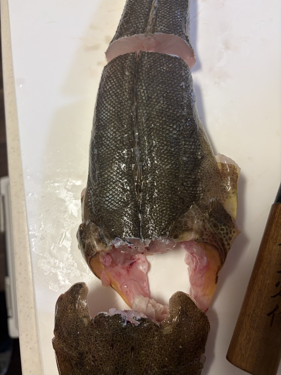 マゴチの頭を落としたところ