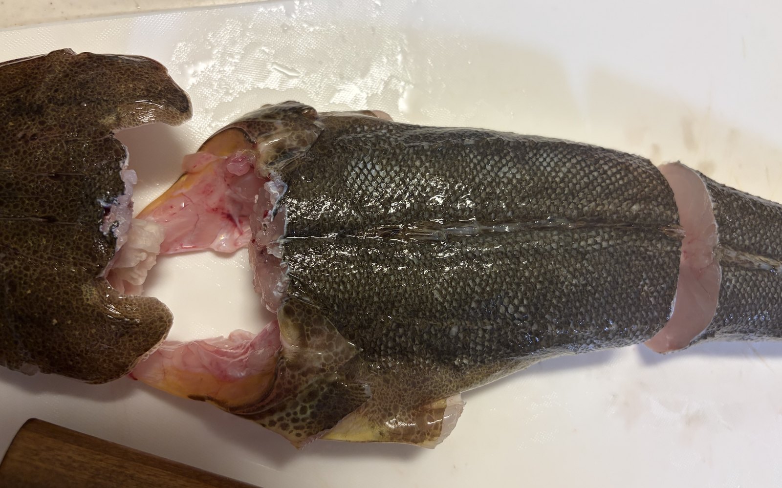 頭を落としたマゴチ