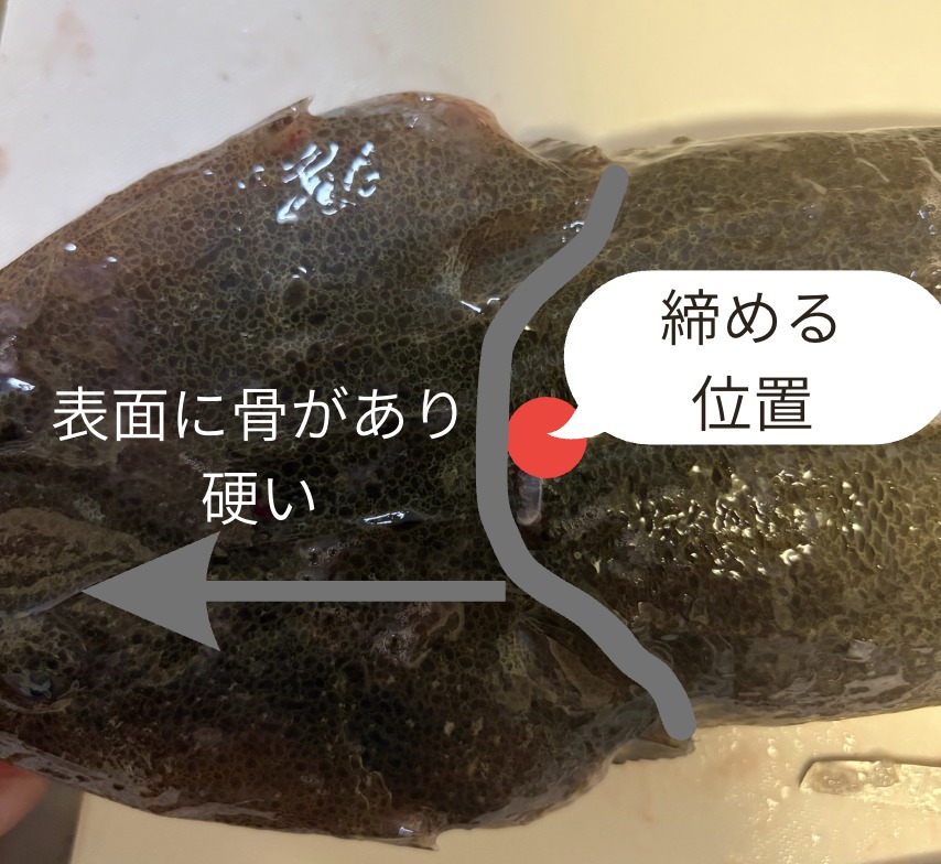 マゴチを締める位置を示した図。頭の骨の付け根の頂点から斜めに脳へ
