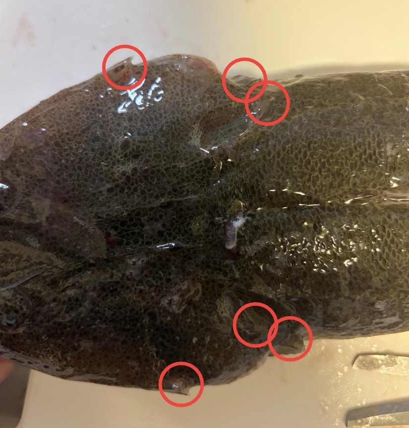 マゴチのトゲの位置を赤丸で示した図。背ビレ・エラ蓋・頭
