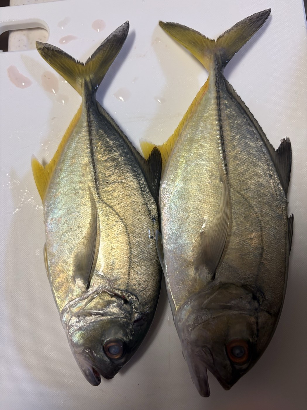 持ち帰ったメッキ2匹