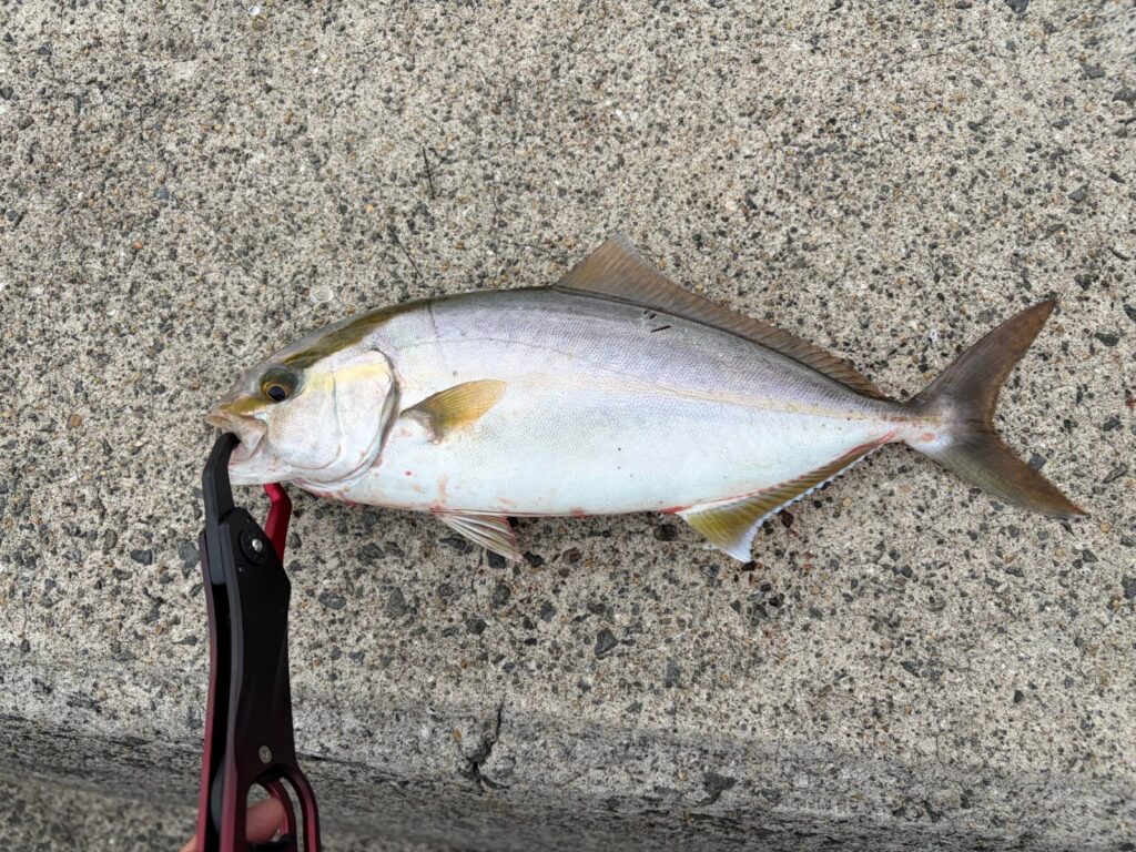 長崎の堤防で釣れたネリゴ36cm