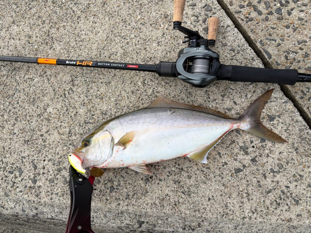 ネリゴ36cm。スピンブレードのただ巻きで釣れた