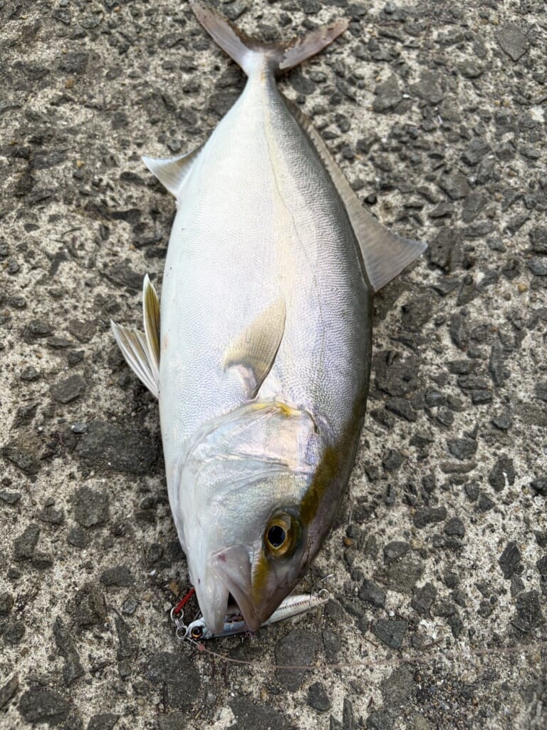 ジグパラショート20gで釣れたネリゴ37cm