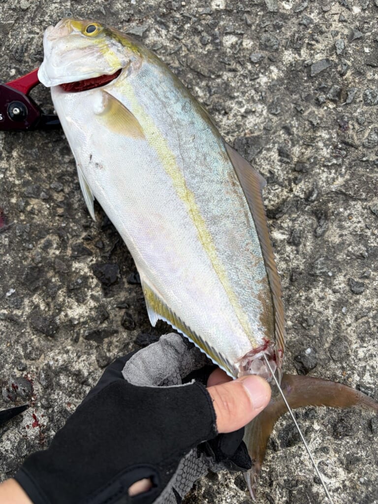 2匹目に釣れたネリゴ41cm