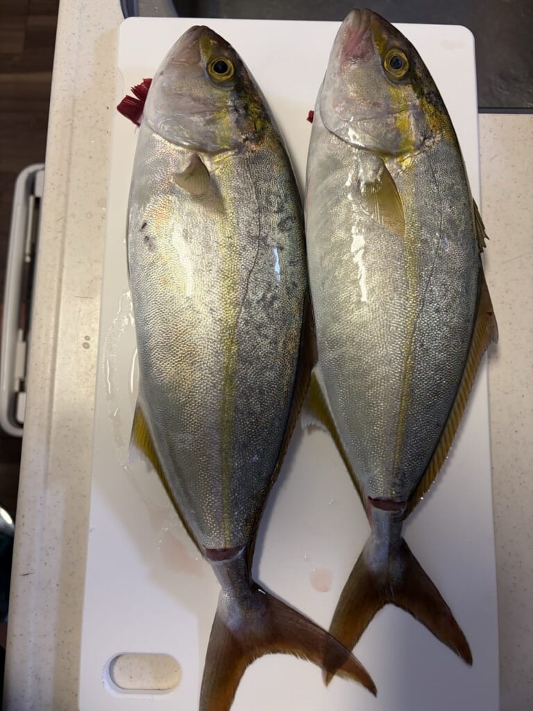 持ち帰ったネリゴ41cmと37cmの2匹