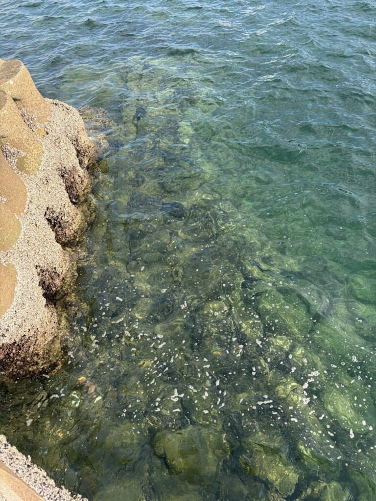 堤防の足元に沈み根が続く海底